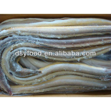 Conger Eel fish